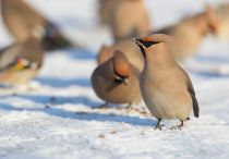 Свиристель Bombycilla garrulus
Filename=8Z2A1310.jpg
Filesize=155KB
Dimensions=900x628
Date added=Mar 20, 2016 8Z2A1310.jpg