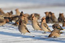 Свиристель Bombycilla garrulus
Filename=8Z2A1419.jpg
Filesize=186KB
Dimensions=900x599
Date added=Mar 20, 2016 8Z2A1419.jpg