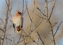 Свиристель Bombycilla garrulus
Filename=8Z2A1447.jpg
Filesize=216KB
Dimensions=900x644
Date added=Mar 20, 2016 8Z2A1447.jpg