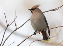 Свиристель Bombycilla garrulus
Filename=8Z2A1448.jpg
Filesize=145KB
Dimensions=900x656
Date added=Mar 12, 2017 8Z2A1448.jpg