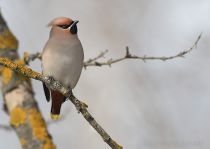 Свиристель Bombycilla garrulus
Filename=8Z2A1484.jpg
Filesize=151KB
Dimensions=900x639
Date added=Mar 12, 2017 8Z2A1484.jpg