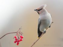 Свиристель Bombycilla garrulus losiny
Filename=8Z2A5438.jpg
Filesize=123KB
Dimensions=900x675
Date added=Oct 22, 2017 8Z2A5438.jpg