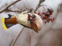 Свиристель Bombycilla garrulus
Filename=IMG_5871.jpg
Filesize=179KB
Dimensions=900x669
Date added=Feb 23, 2015 IMG_5871.jpg