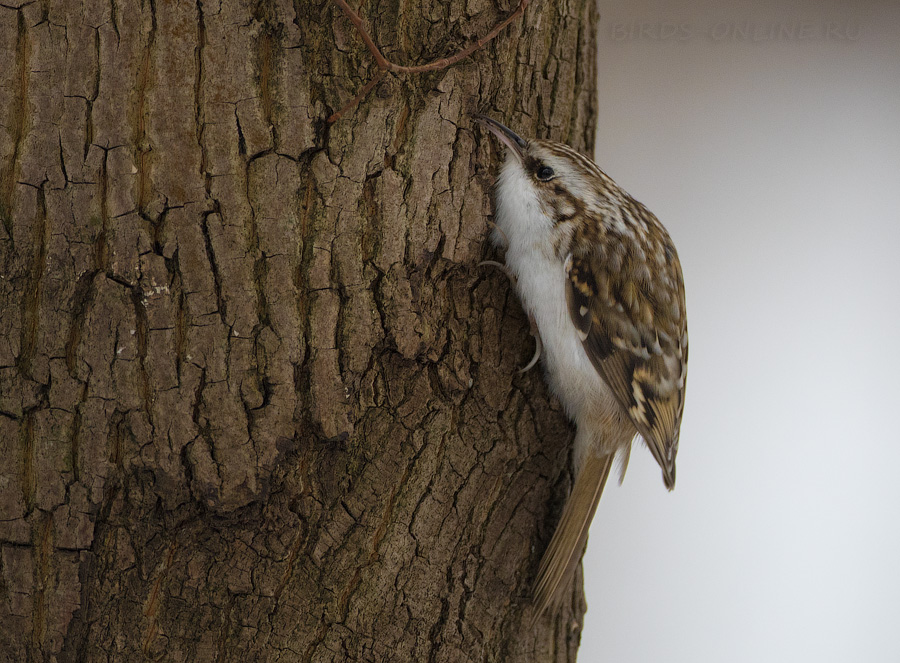 Пищуха (Certhia familiaris)
Keywords: Пищуха Certhia familiaris