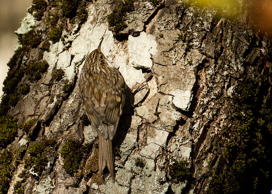Пищуха (Certhia familiaris)
Certhia familiaris caucasica Buturlin, 1907
Keywords: Пищуха Certhia familiaris