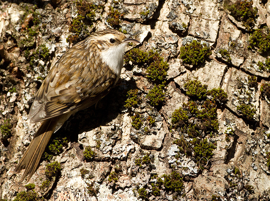 Пищуха (Certhia familiaris)
Certhia familiaris caucasica Buturlin, 1907
Keywords: Пищуха Certhia familiaris