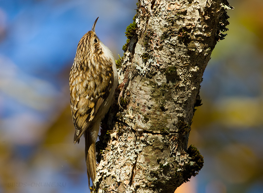Пищуха (Certhia familiaris)
Certhia familiaris caucasica Buturlin, 1907
Keywords: Пищуха Certhia familiaris