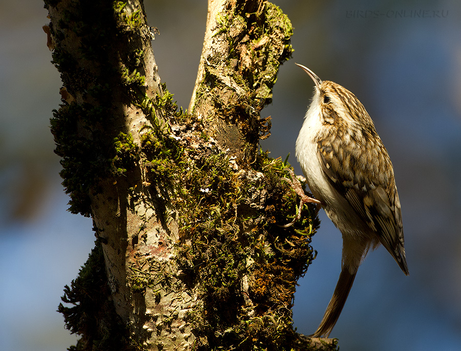 Пищуха (Certhia familiaris)
Certhia familiaris caucasica Buturlin, 1907
Keywords: Пищуха Certhia familiaris