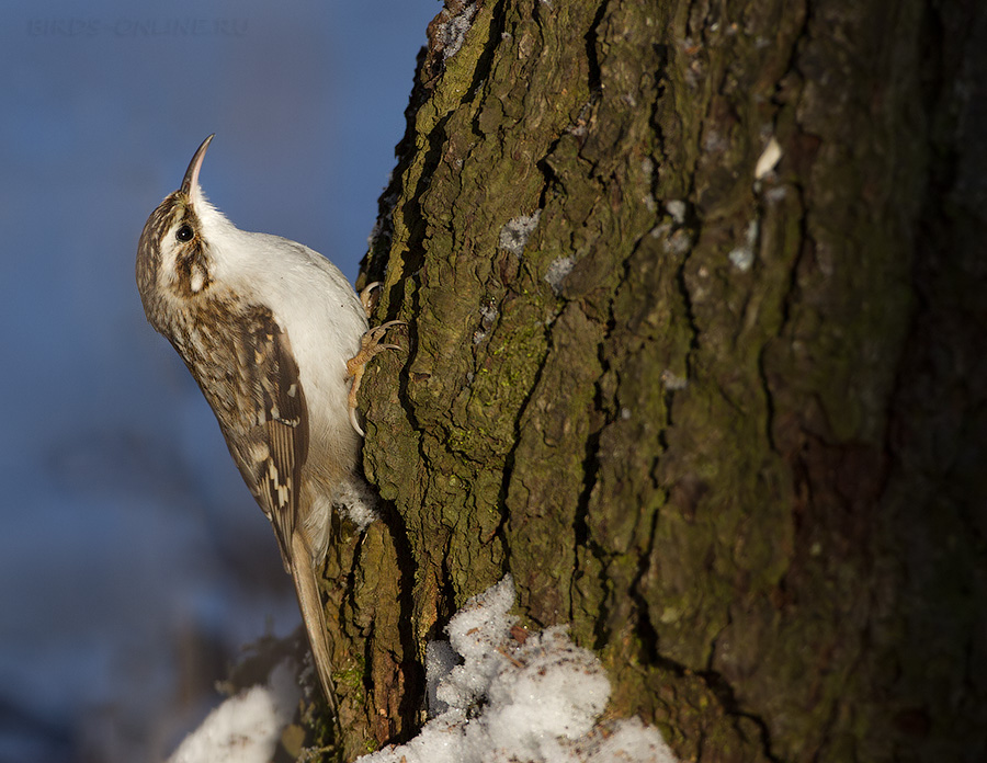 Пищуха (Certhia familiaris)
Keywords: Пищуха Certhia familiaris