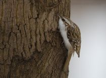 Пищуха Certhia familiaris
Filename=8Z2A7615.jpg
Filesize=300KB
Dimensions=900x663
Date added=Mar 10, 2019 8Z2A7615.jpg