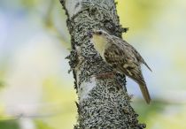 Пищуха Certhia familiaris ernstii sakhalin2017
Filename=8Z2A9516.jpg
Filesize=239KB
Dimensions=900x628
Date added=Jan 12, 2018 8Z2A9516.jpg