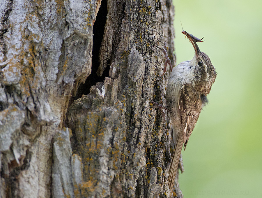 Пищуха гималайская (Certhia himalayana)
Keywords: Пищуха гималайская Certhia himalayana tj2014