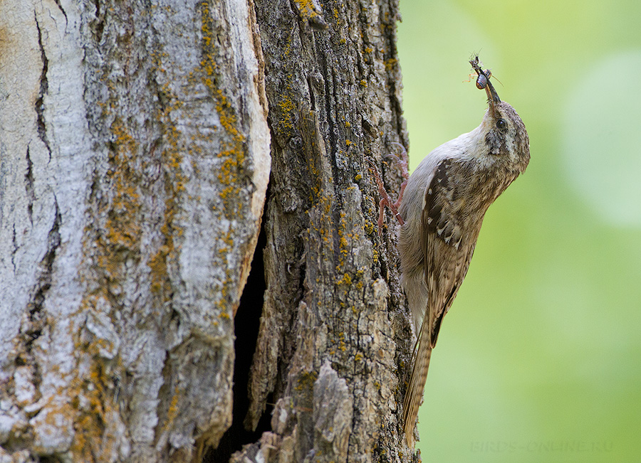 Пищуха гималайская (Certhia himalayana)
Keywords: Пищуха гималайская Certhia himalayana tj2014