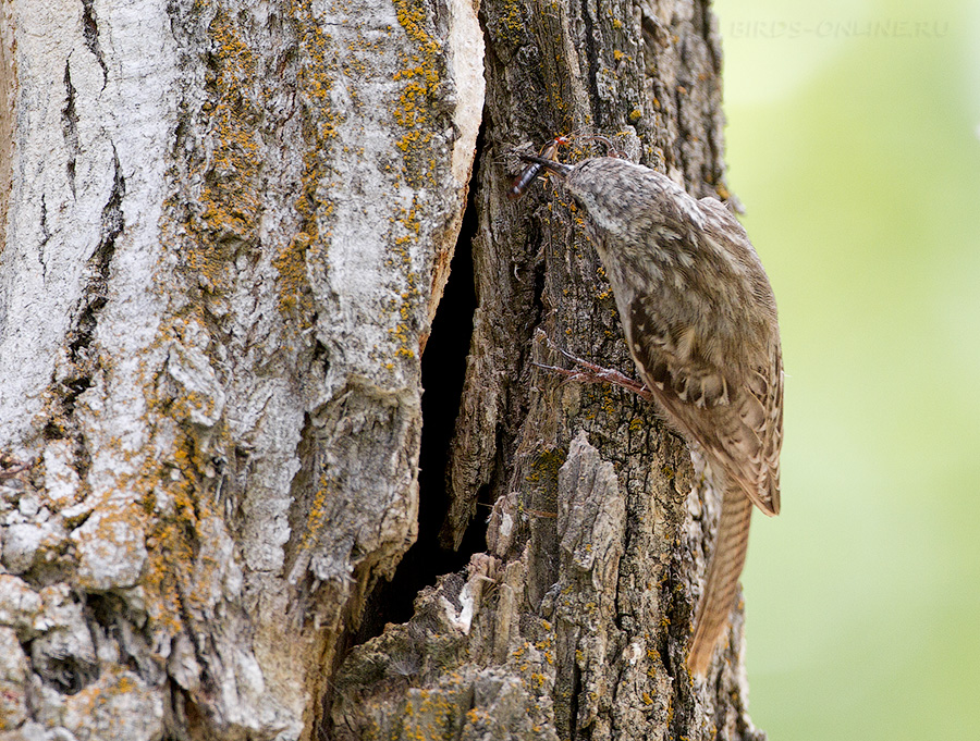 Пищуха гималайская (Certhia himalayana)
Keywords: Пищуха гималайская Certhia himalayana tj2014