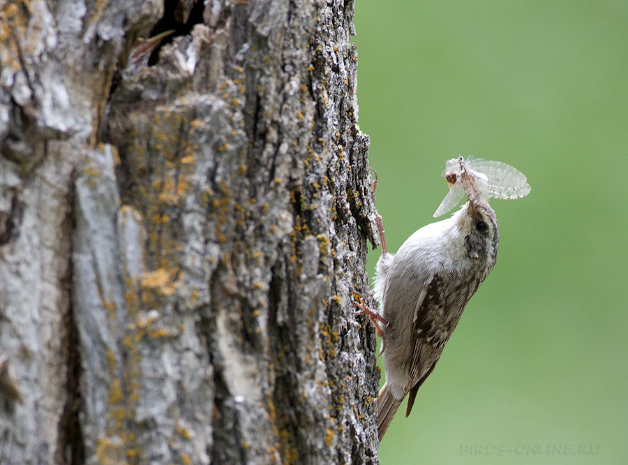 Пищуха гималайская (Certhia himalayana)
Keywords: Пищуха гималайская Certhia himalayana tj2014