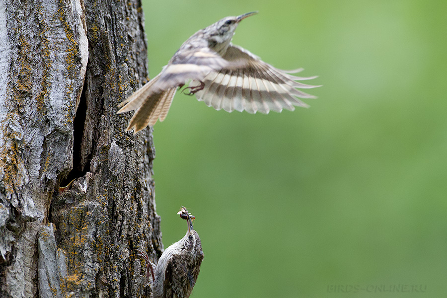 Пищуха гималайская (Certhia himalayana)
Keywords: Пищуха гималайская Certhia himalayana tj2014