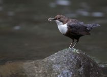 Оляпка обыкновенная Cinclus cinclus azer2018
Filename=8Z2A0694.jpg
Filesize=137KB
Dimensions=900x652
Date added=Jun 14, 2018 8Z2A0694.jpg