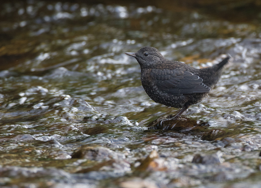 Оляпка бурая (Cinclus pallasii)
Cinclus pallasii pallasii Temminck, 1820
Keywords: Оляпка бурая Cinclus pallasii sakhalin2017