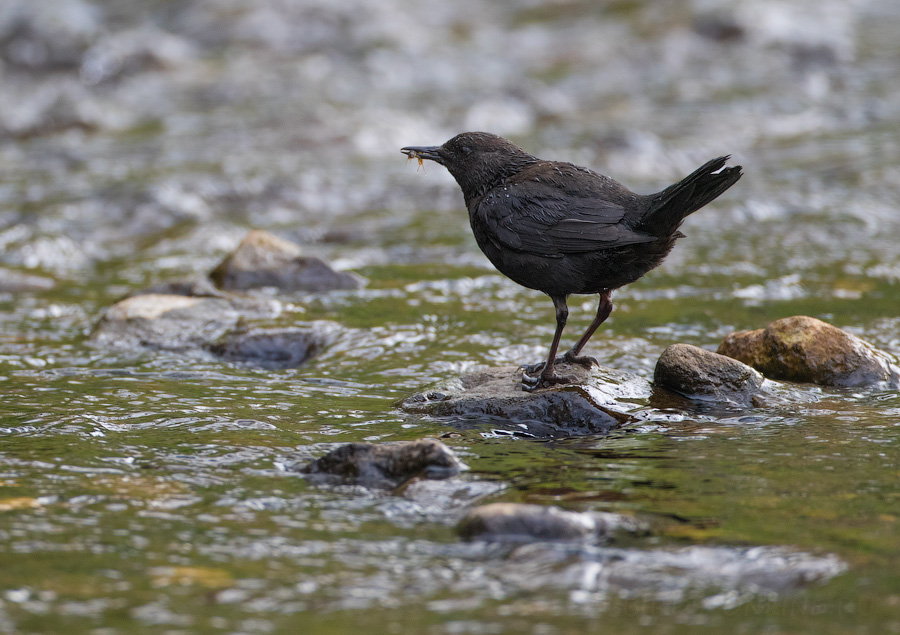 Оляпка бурая (Cinclus pallasii)
Cinclus pallasii pallasii Temminck, 1820
Keywords: Оляпка бурая Cinclus pallasii sakhalin2017