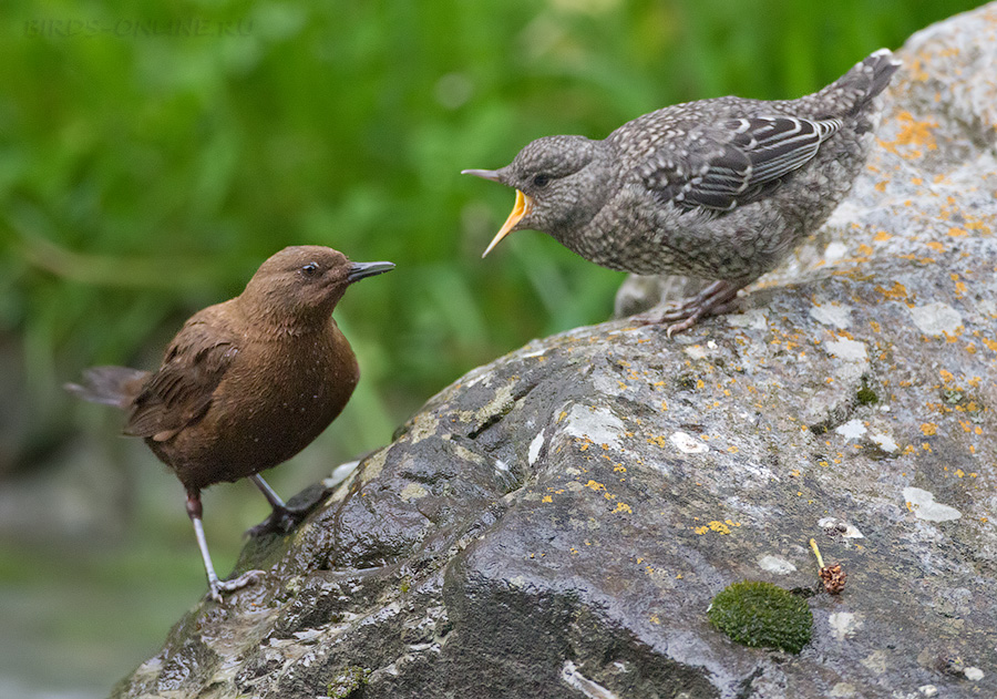 Оляпка бурая (Cinclus pallasii)
Keywords: Оляпка бурая Cinclus pallasii tj2014