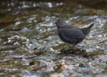 Оляпка бурая Cinclus pallasii sakhalin2017
Cinclus pallasii pallasii Temminck, 1820
Filename=8Z2A7948.jpg
Filesize=266KB
Dimensions=900x649
Date added=Sep 12, 2017 8Z2A7948.jpg