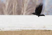 Ворон Corvus corax
Filename=IMG_6350.jpg
Filesize=139KB
Dimensions=900x611
Date added=Apr 14, 2013 IMG_6350.jpg