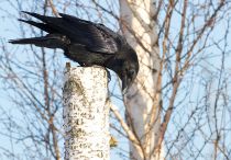 Ворон Corvus corax
Filename=IMG_7451.jpg
Filesize=322KB
Dimensions=900x629
Date added=Jan 26, 2014 IMG_7451.jpg