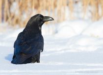 Ворон Corvus corax
Filename=IMG_7468.jpg
Filesize=167KB
Dimensions=900x657
Date added=Jan 26, 2014 IMG_7468.jpg
