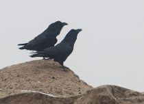 Ворон Corvus corax
Filename=IMG_9060.jpg
Filesize=160KB
Dimensions=900x652
Date added=Nov 21, 2009 IMG_9060.jpg