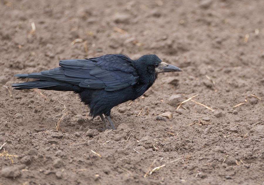 Грач (Corvus frugilegus)
Keywords: Грач Corvus frugilegus