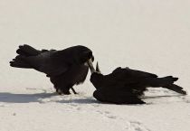 Грач Corvus frugilegus
Filename=IMG_3452.jpg
Filesize=98KB
Dimensions=900x623
Date added=Mar 22, 2009 IMG_3452.jpg