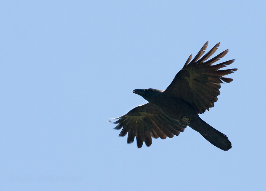 Большеклювая ворона (Corvus macrorhynchos)
Keywords: Большеклювая ворона Corvus macrorhynchos amur2015