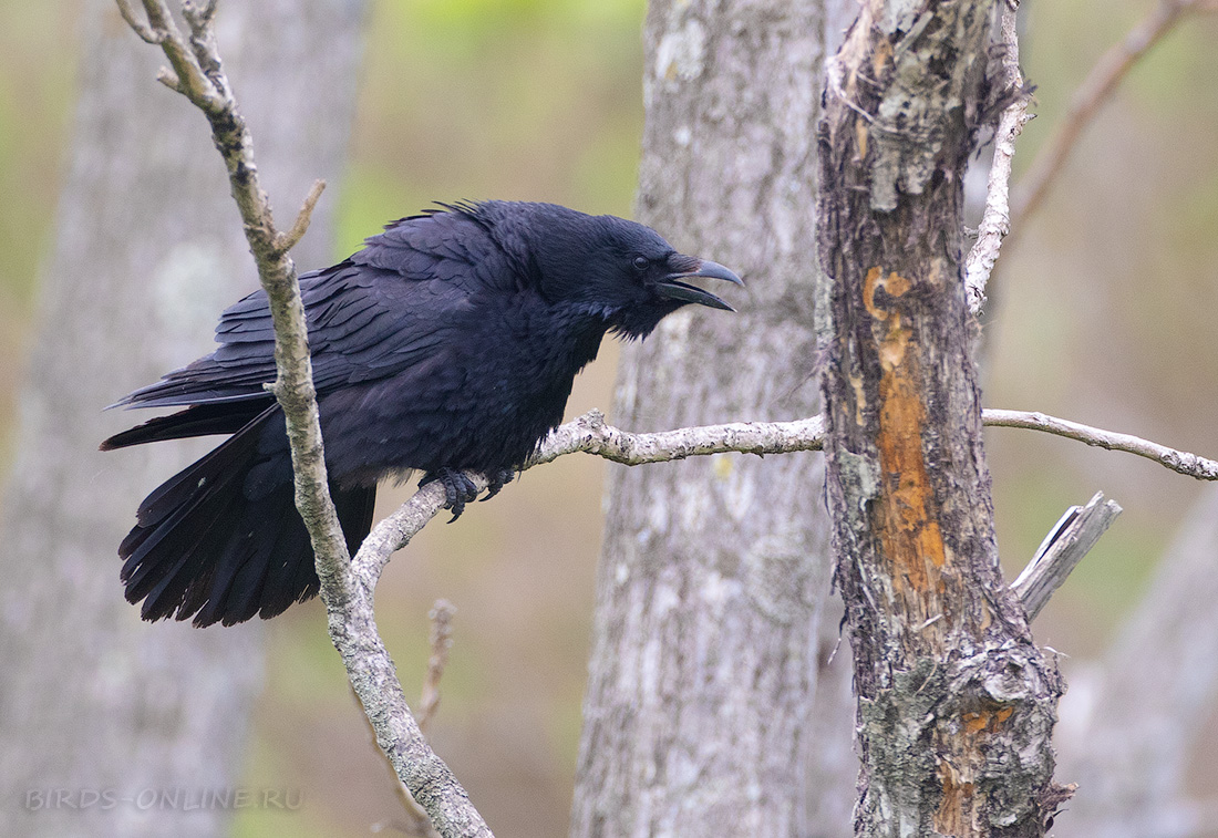 Ворона черная восточная (Corvus orientalis)
Keywords: Ворона черная восточная Corvus orientalis primorye2023
