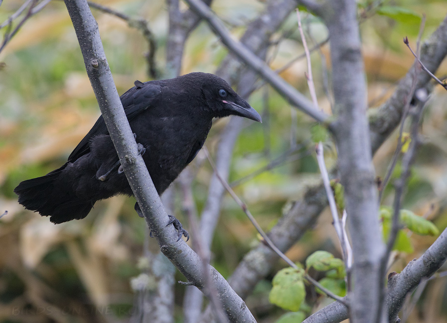 Ворона черная восточная (Corvus orientalis)
Keywords: Ворона черная восточная Corvus orientalis sakhalin2017