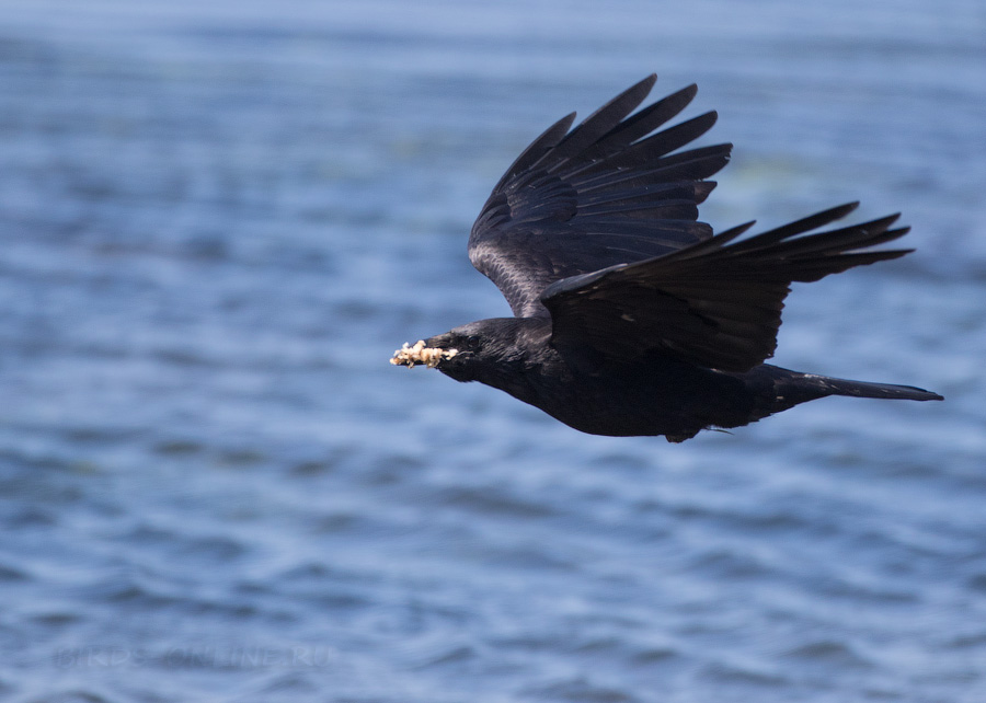 Ворона черная восточная (Corvus orientalis)
Keywords: Ворона черная восточная Corvus orientalis sakhalin2017