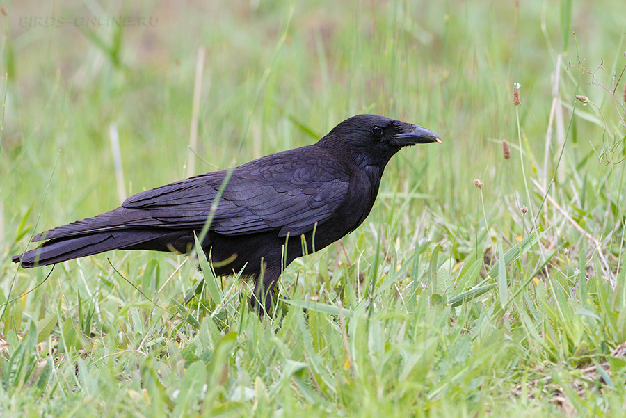 Ворона черная восточная (Corvus orientalis)
Keywords: Ворона черная восточная Corvus orientalis tj2014