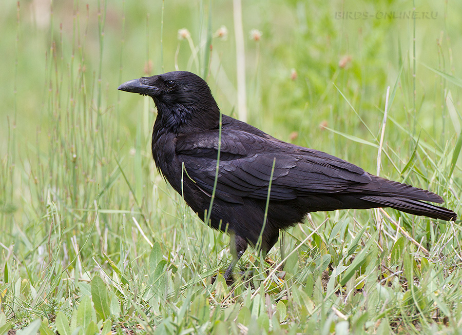 Ворона черная восточная (Corvus orientalis)
Keywords: Ворона черная восточная Corvus orientalis tj2014