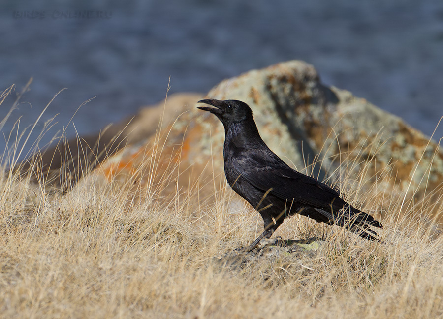 Ворона черная восточная (Corvus orientalis)
Keywords: Ворона черная восточная Corvus orientalis altay2012