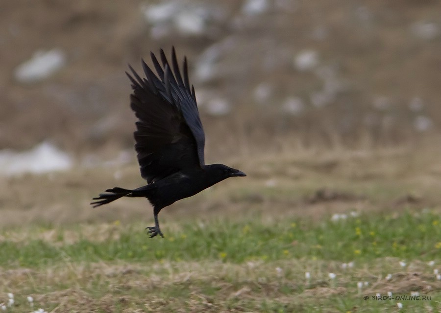 Ворона черная восточная (Corvus orientalis)
Keywords: Ворона черная восточная Corvus orientalis kz2010