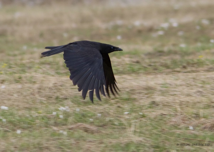 Ворона черная восточная (Corvus orientalis)
Keywords: Ворона черная восточная Corvus orientalis kz2010