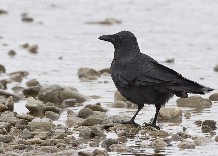 Ворона черная восточная (Corvus orientalis)
Keywords: Ворона черная восточная Corvus orientalis
