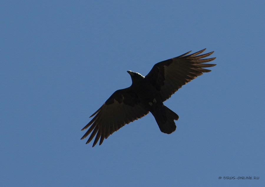 Ворона черная восточная (Corvus orientalis)
Keywords: Ворона черная восточная Corvus orientalis kz2010
