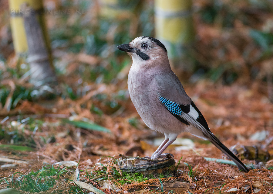 Сойка (Garrulus glandarius krynicki)
Keywords: Сойка Garrulus glandarius krynicki sochi2019