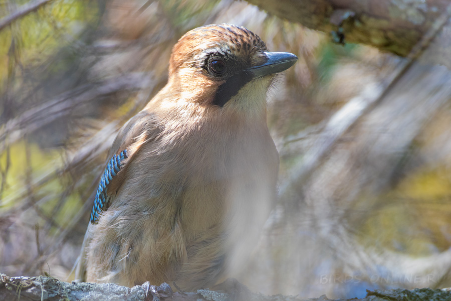 Сойка (Garrulus glandarius brandtii)
Keywords: Сойка Garrulus glandarius sakhalin2017