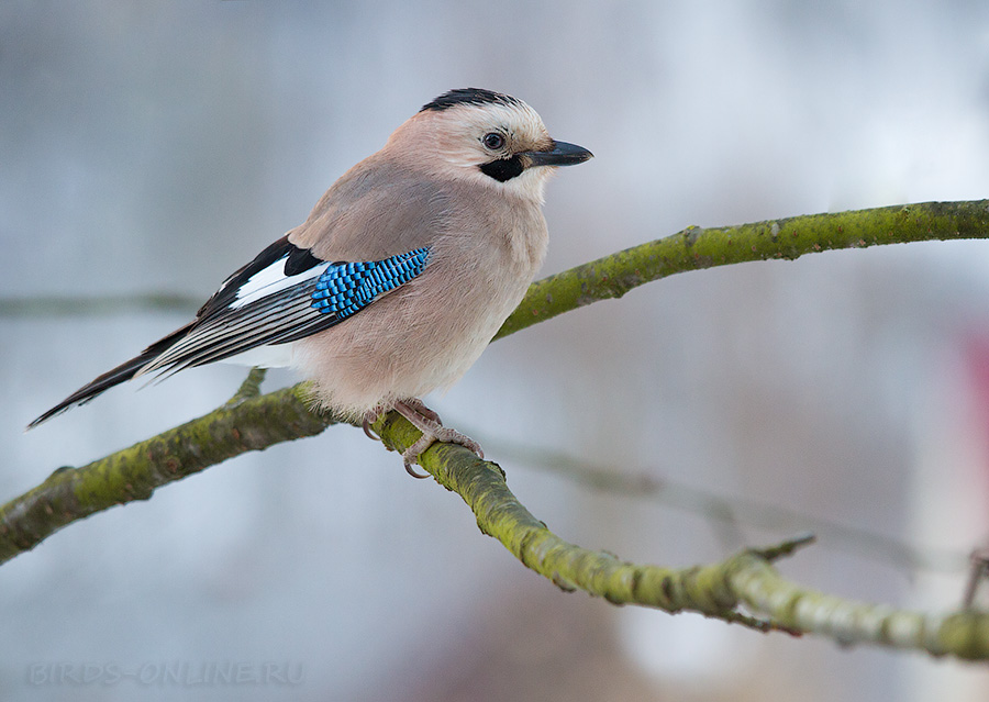 Сойка (Garrulus glandarius)
Garrulus glandarius krynicki Kaleniczenko, 1839
Keywords: Сойка Garrulus glandarius