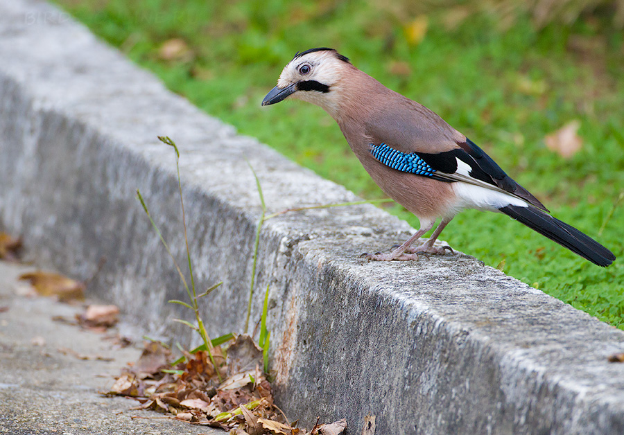 Сойка (Garrulus glandarius)
Garrulus glandarius krynicki Kaleniczenko, 1839
Keywords: Сойка Garrulus glandarius