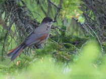 КукШа Perisoreus infaustus sakhalin2017
Filename=8Z2A4100.jpg
Filesize=297KB
Dimensions=900x675
Date added=Jan 13, 2018 8Z2A4100.jpg