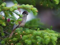 КукШа Perisoreus infaustus sakhalin2017
Filename=8Z2A4105.jpg
Filesize=325KB
Dimensions=900x679
Date added=Jan 13, 2018 8Z2A4105.jpg