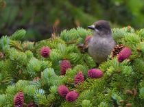 КукШа Perisoreus infaustus sakhalin2017
Filename=8Z2A4120.jpg
Filesize=370KB
Dimensions=900x670
Date added=Jan 13, 2018 8Z2A4120.jpg