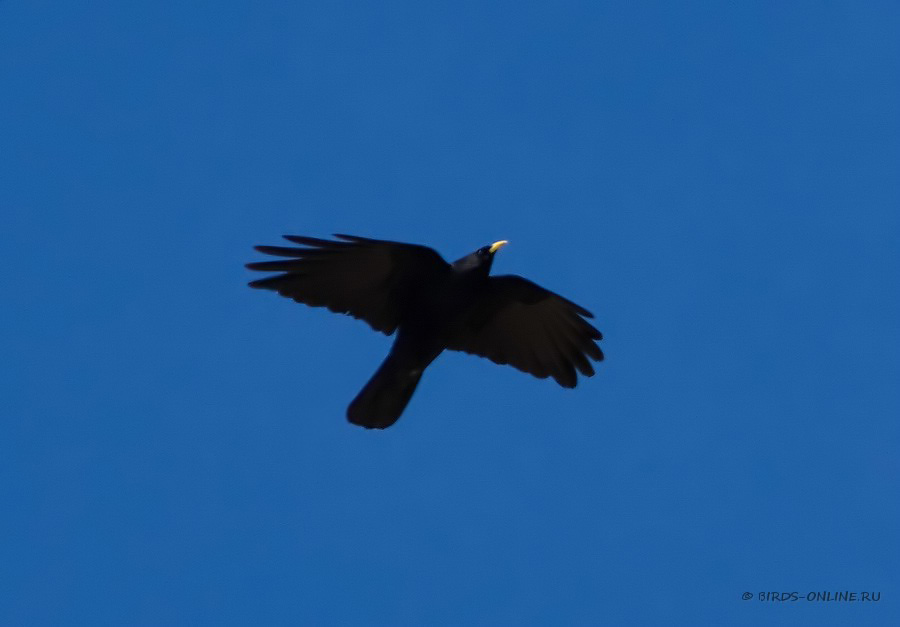 Галка альпийская (Pyrrhocorax graculus)
Pyrrhocorax graculus forsythi Stoliczka, 1874
Keywords: Галка альпийская Pyrrhocorax graculus kz2010